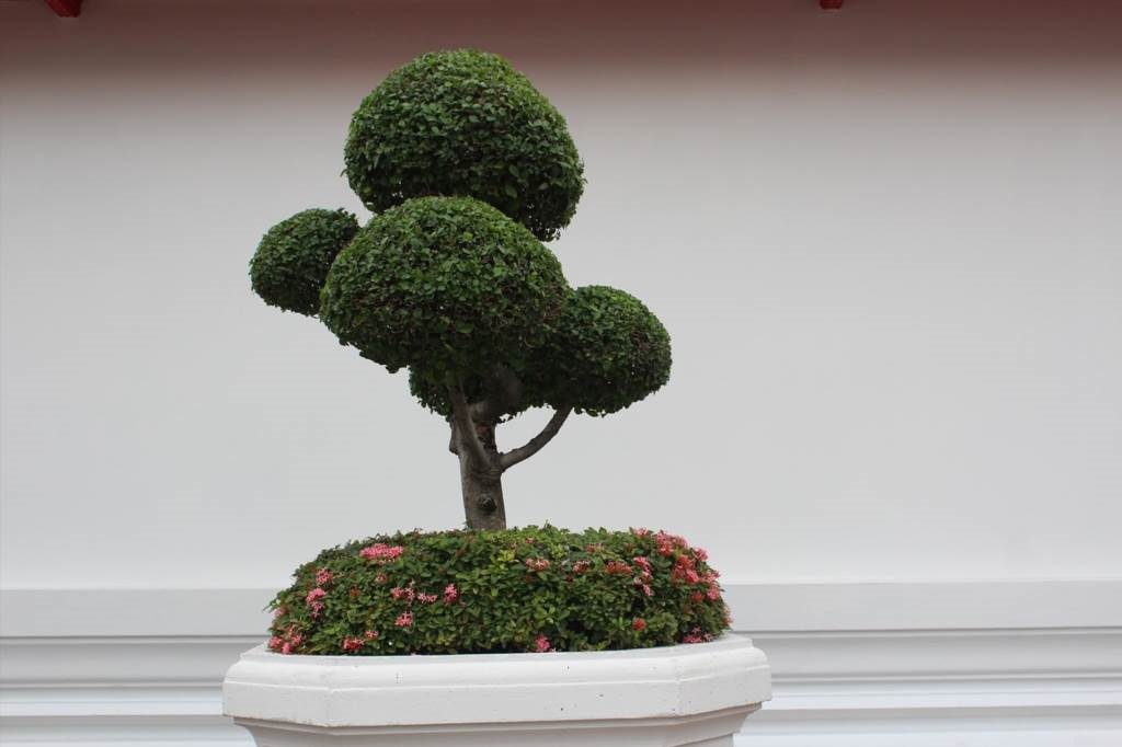 ficus bonsai podłoże