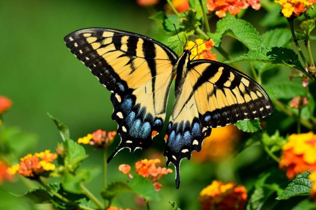 znaczenie motyli w przyrodzie